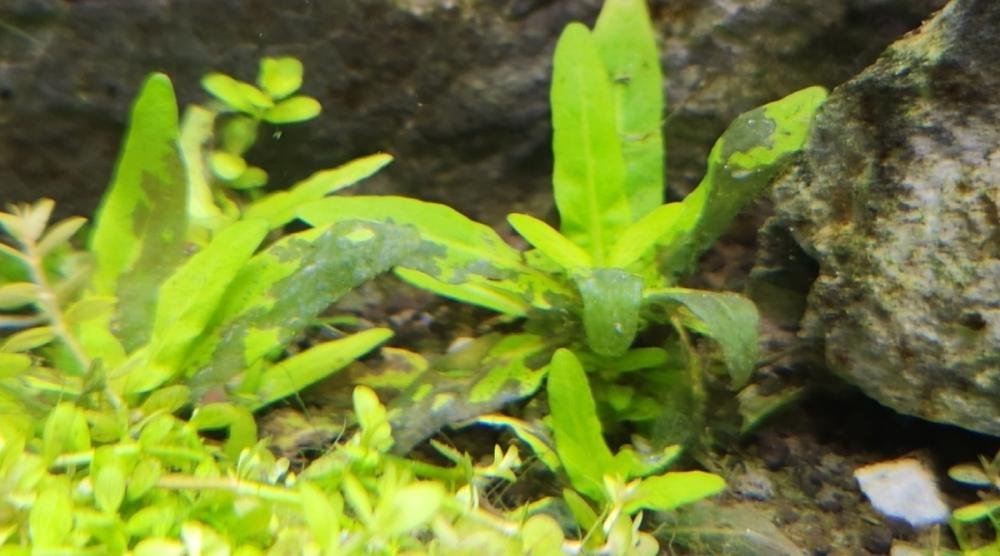 Por que as plantas aquaticas melam na partida? A perda das plantas na partida do aquário plantado é uma das coisas mais frustrantes e representa grande parte da dificuldade do hobby. As plantas são caras e a perda em aquários grandes pode alcançar uma pequena fortuna. Além disso, a morte das plantas atrasa muito o desenvolvimento do sistema, aumenta o trabalho de manutenção e traz vários problemas com algas que podem se tornar persistentes. De certa forma, quanto mais tempo se demora para conseguir plantas crescendo, mais os problemas se agravam e ficam difíceis de reverter, pois as algas passam a dominar as condições.